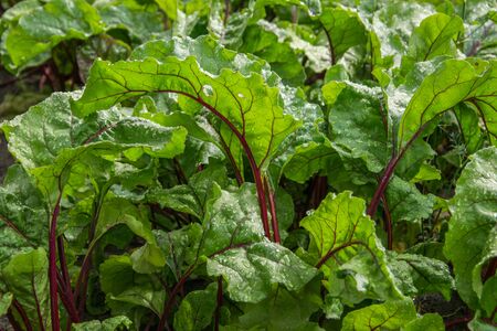 Dew on beet leaves. Organic green red young beet leaves close up.