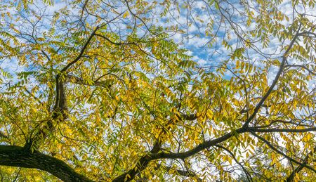 Autumn background. Autumn background from the tops of yellowed foliage.の写真素材