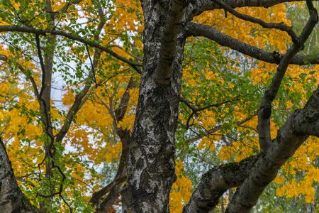 Natural autumn background close-up. Yellow, gold and green fall leavs.の写真素材