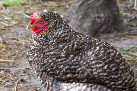 The hen sits on the eggs in the hay.On a white background.