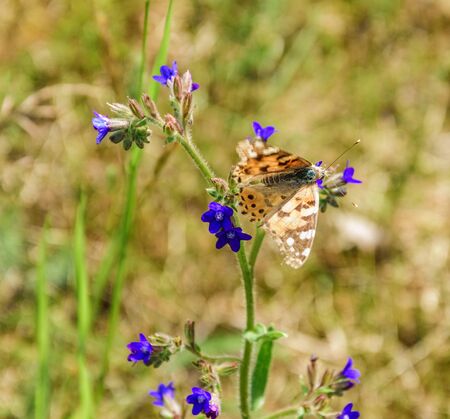 The brown-orange butterfly Brenthis daphne sits on on a hyssop flower.の写真素材