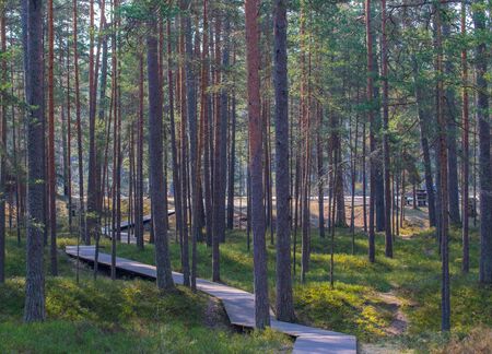 Wooden walkway leading to the sea through a pine forest.の写真素材