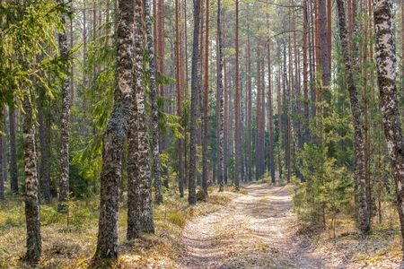 Dirt road in the mixed forest in early spring
