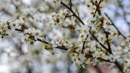 Blooming white flowers cherry plum tree in Aprilの写真素材