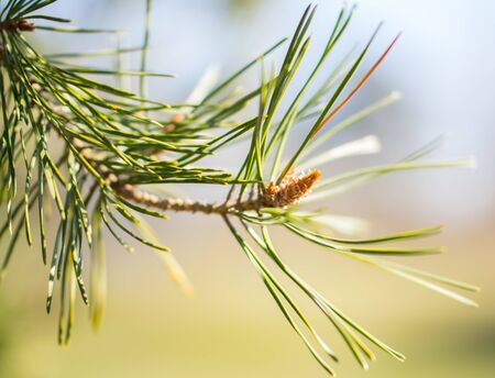 Young pine buds in early spring close up.の写真素材