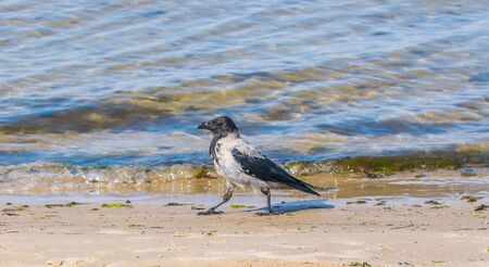 One gray crow walking along the seashore.