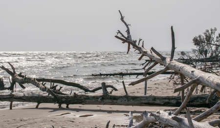 Wild desert beach with fallen trees. Cape Kolka Latvia.の写真素材