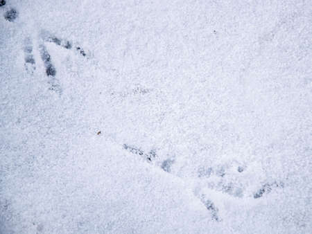 Crows footprints on white snow in winter