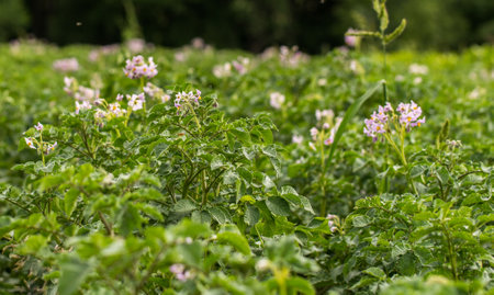 Blooming potato field with flowers. Green field of potatoes.の写真素材