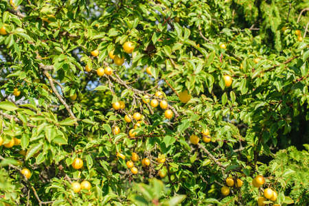 Yellow berries of ripe cherry plum on a tree lit by the sunの写真素材