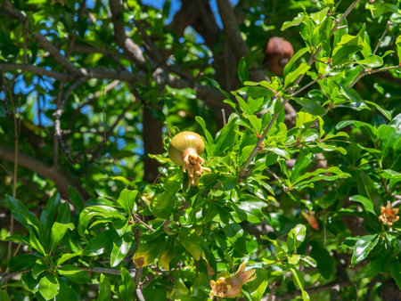Unripe green-red pomegranate hanging on tree branch among leaves.の写真素材