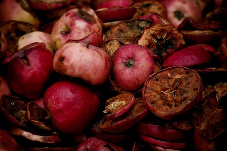 Decaying Applesの写真素材
