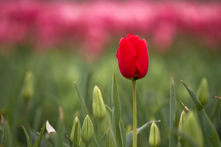 Mount Vernon tulip - single red tulip against pink backgroundの写真素材