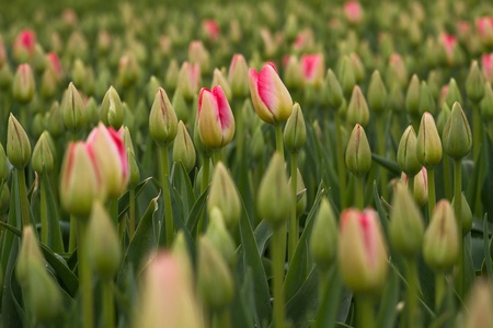 Tulips waking up - Cherry Delight Tulips about to bloomの写真素材