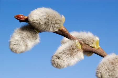 close-up of catkins on clear blue skyの写真素材