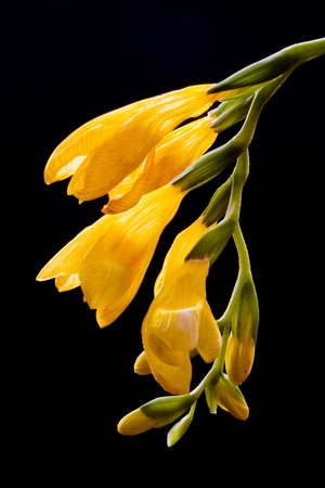 close-up of a yellow freesia flower on black bacgroundの写真素材