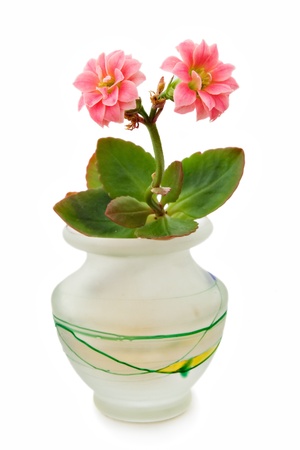 Little flowers in a small vase on white backgroundの写真素材