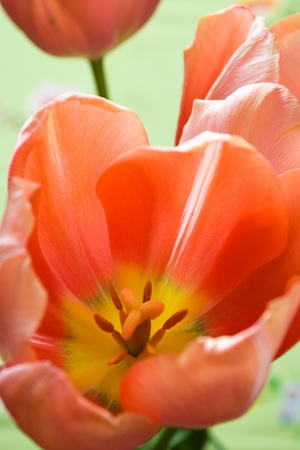 Bouquet of colourful tulips with shallow depth of fieldの写真素材