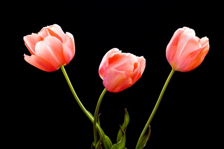 Three beautiful tulips in a row on blackの写真素材