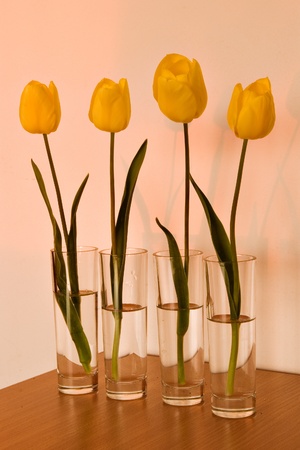four yellow tulips in vases on a tableの写真素材