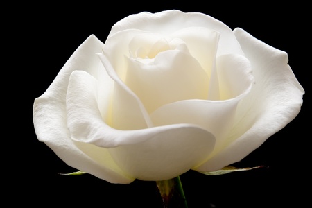 white rose on pure black backgroundの写真素材