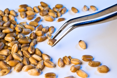 wheat seeds analyzed on tweezers in blue lightの写真素材