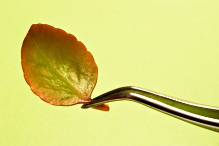 biotechnology research (leaf on tweezers) on green background
