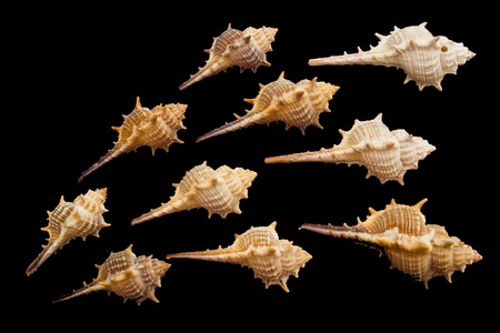 Group of seashells aligned on black background