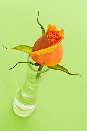 Rose in glass vase on green backgroundの写真素材