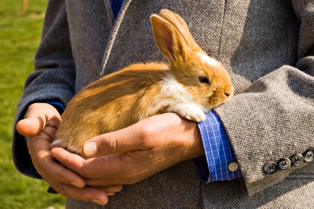 Cute little brown Easter rabbit in handsの写真素材