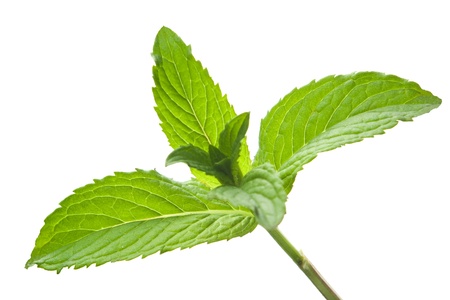 Green mint leaves isoalated on white background