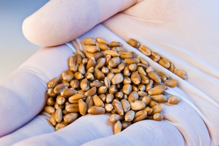hand in latex gloves holding wheat seeds in blue lightの写真素材