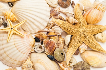 bunch of seashells and starfish