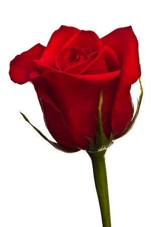 Close-up of red rose on white backgroundの写真素材