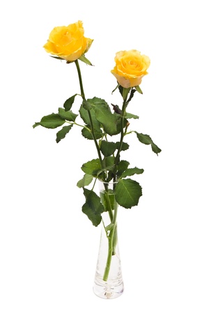 Two yellow roses in vase on white backgroundの写真素材