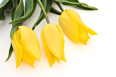 three yellow tulips isolated on white backgroundの写真素材