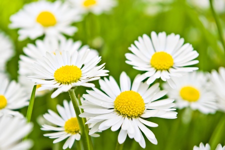 spring white daisies on green grass with shallow depth of fieldの写真素材