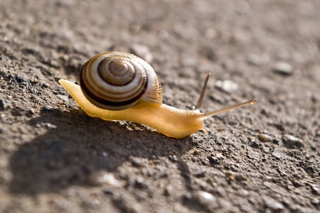 small snail on road against sunlightの写真素材