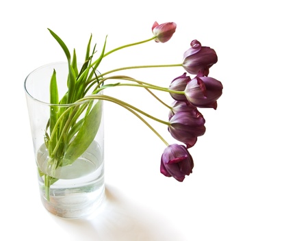 seven purple tulips in glass vase on white backgroundの写真素材