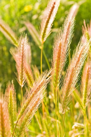 dry ears on green grass fieldの写真素材