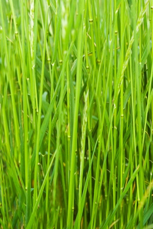 vertical green grass backgroundの写真素材