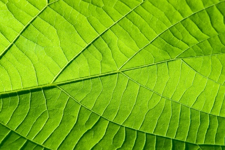 abstract background from green leaf textureの写真素材