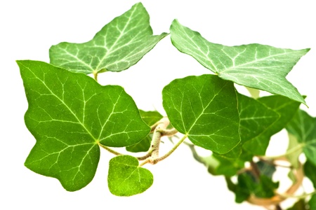 green leaves on white backgroundの写真素材