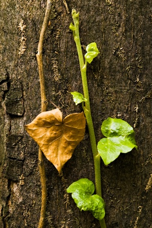 close-up of new green leaf and old dry one on tree barkの写真素材