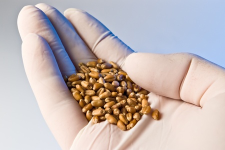 agriculture research - hand in latex gloves holding wheat seedsの写真素材