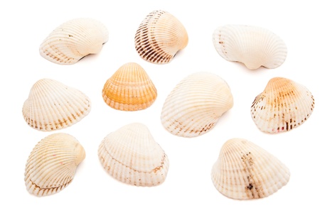 few sea-shells isolated on white backgroundの写真素材