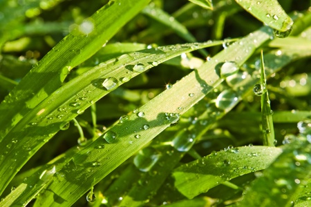 water drops on green grassの写真素材