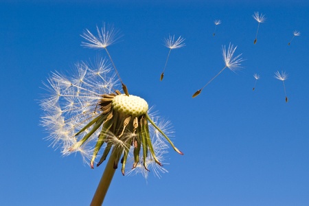 close-up of dandelion with seed blowing in windの写真素材