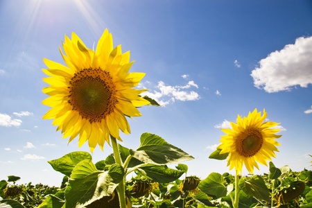 two sunflowers on summer fieldの写真素材