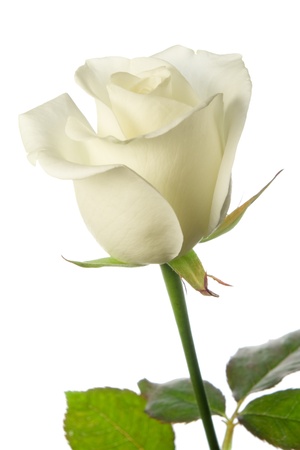 white rose の写真素材